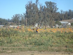 2014 Us w Autumn Scott Serene at Petes Pumpkin Patch 40